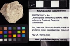 Foto (Objket + Etiketten) von Cracensigillatus acutirostrus (Moericke, 1889) 